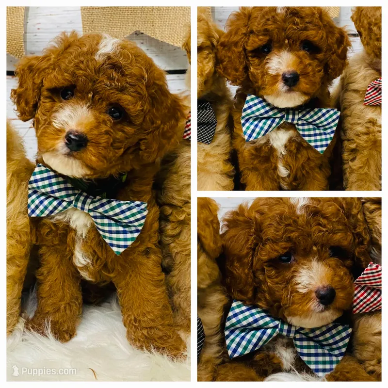 Bentley.  AKC – Poodle - Miniature  puppy for sale in Nixa, MO