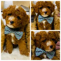 Bentley.  AKC, a male Poodle - Miniature  for sale in Nixa, MO – 1 of 1