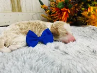 Jade. AKC, a male Poodle - Standard  for sale in Nixa, MO – 4 of 4