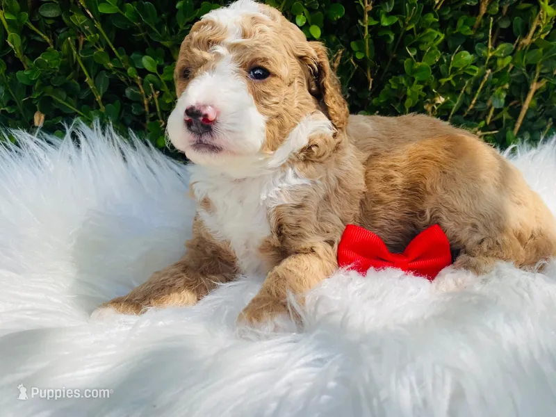 Lincoln. AKC – Poodle - Miniature  puppy for sale in Nixa, MO