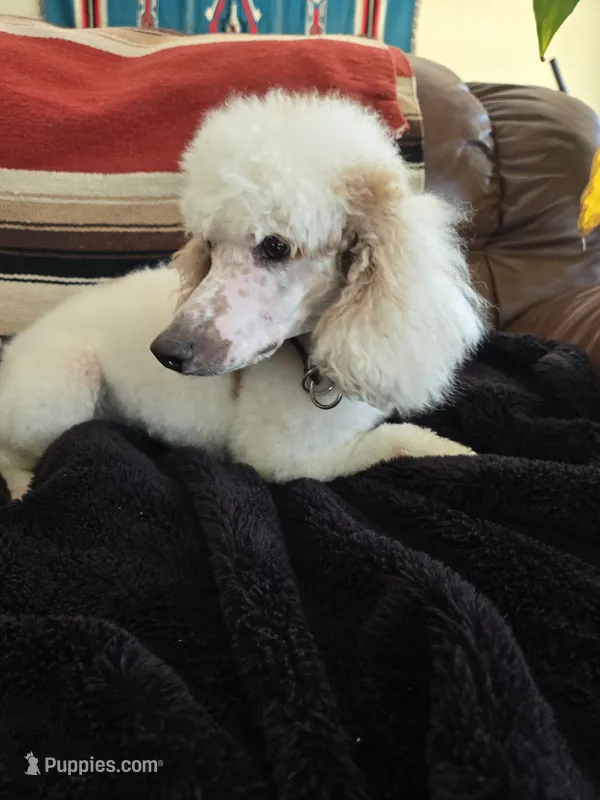 Texas. AKC. OFA – Poodle - Standard  puppy for sale in Nixa, MO