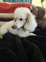 Texas. AKC. OFA, a male Poodle - Standard  for sale in Nixa, MO – 1 of 7