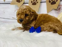 Diesel. AKC, a male Poodle - Miniature  for sale in Nixa, MO – 3 of 4