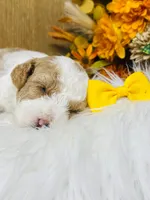Willie. AKC, a male Poodle - Miniature  for sale in Nixa, MO – 3 of 10