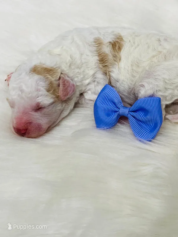 Twix.  Akc.  Clear – Poodle - Toy , Poodle - Miniature  puppy for sale in Nixa, MO