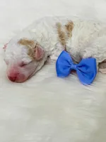 Twix.  Akc.  Clear, a female Poodle - Toy  and Poodle - Miniature  for sale in Nixa, MO – 1 of 5