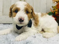 Pork chop  AKC, a male Poodle - Miniature  for sale in Nixa, MO – 5 of 8