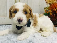 Pork chop  AKC, a male Poodle - Miniature  for sale in Nixa, MO – 3 of 8