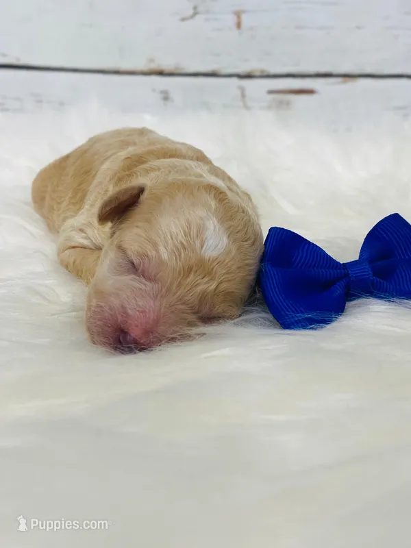 Snicker.  Akc. Clear – Poodle - Toy , Poodle - Miniature  puppy for sale in Nixa, MO