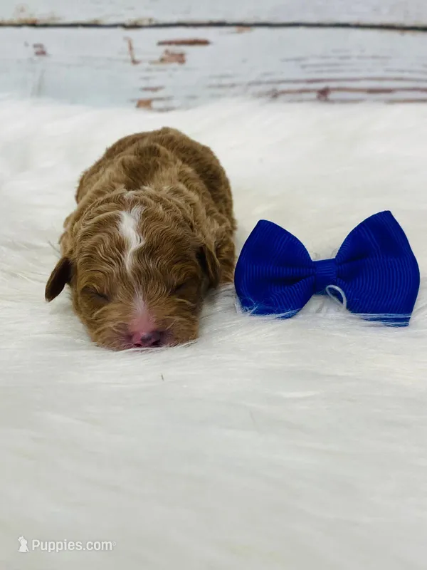 Rusty. AKC – Poodle - Miniature  puppy for sale in Nixa, MO