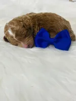 Rusty. AKC, a male Poodle - Miniature  for sale in Nixa, MO – Photo 4 of 7