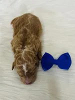 Rusty. AKC, a male Poodle - Miniature  for sale in Nixa, MO – Photo 3 of 7