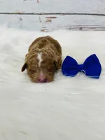 Rusty. AKC, a male Poodle - Miniature  for sale in Nixa, MO – Photo 2 of 7