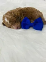 Rusty. AKC, a male Poodle - Miniature  for sale in Nixa, MO – Photo 7 of 7