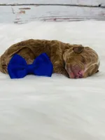 Rusty. AKC, a male Poodle - Miniature  for sale in Nixa, MO – Photo 6 of 7