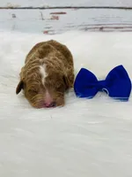 Rusty. AKC, a male Poodle - Miniature  for sale in Nixa, MO – Photo 5 of 7