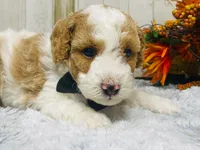 Pork chop  AKC, a male Poodle - Miniature  for sale in Nixa, MO – 6 of 8