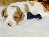Gunther.  AKC, a male Poodle - Miniature  for sale in Nixa, MO – 3 of 5