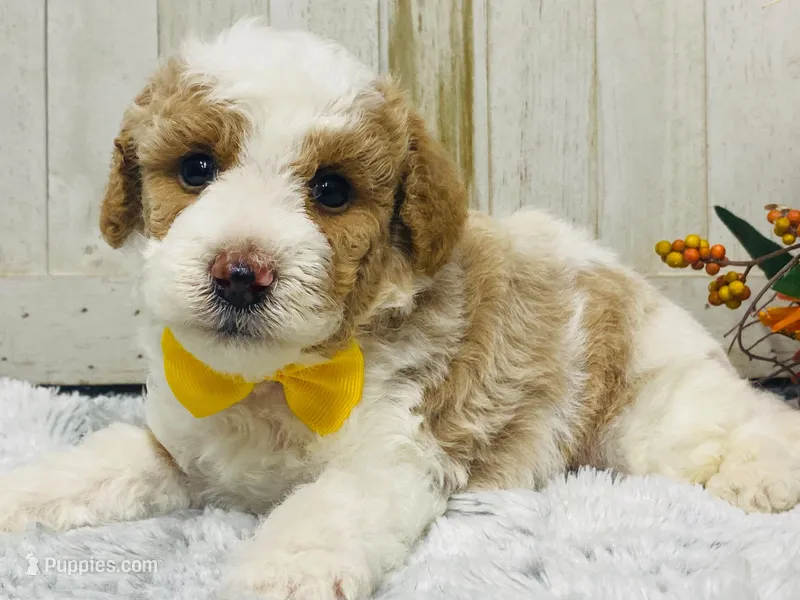 Willie. AKC – Poodle - Miniature  puppy for sale in Nixa, MO