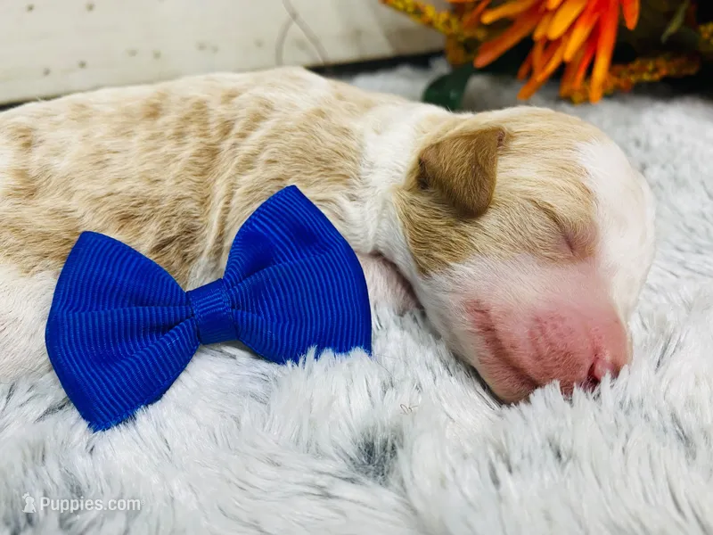 Jade. AKC – Poodle - Standard  puppy for sale in Nixa, MO