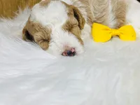 Willie. AKC, a male Poodle - Miniature  for sale in Nixa, MO – 7 of 10