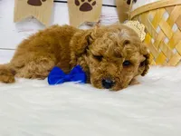 Diesel. AKC, a male Poodle - Miniature  for sale in Nixa, MO – 4 of 4