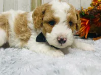 Pork chop  AKC, a male Poodle - Miniature  for sale in Nixa, MO – 4 of 8