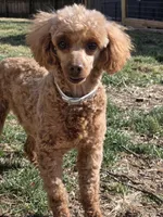 Molly. AKC. , a female Poodle - Toy  for sale in Nixa, MO – Photo 2 of 2