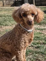 Molly. AKC. , a female Poodle - Toy  for sale in Nixa, MO – Photo 1 of 2