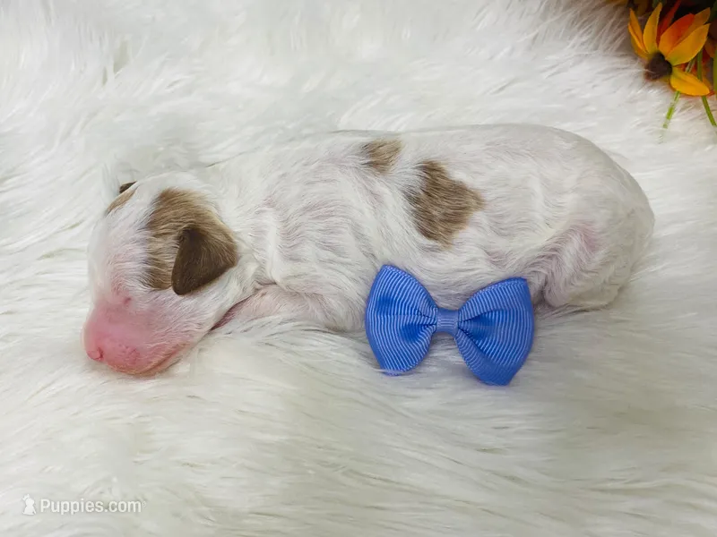 Opal.  AKC – Poodle - Standard  puppy for sale in Nixa, MO