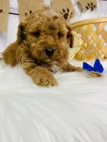 Diesel. AKC, a male Poodle - Miniature  for sale in Nixa, MO – 2 of 4