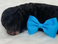 Rollo. Akc. Clear, a female Poodle - Toy  and Poodle - Miniature  for sale in Nixa, MO – 6 of 6