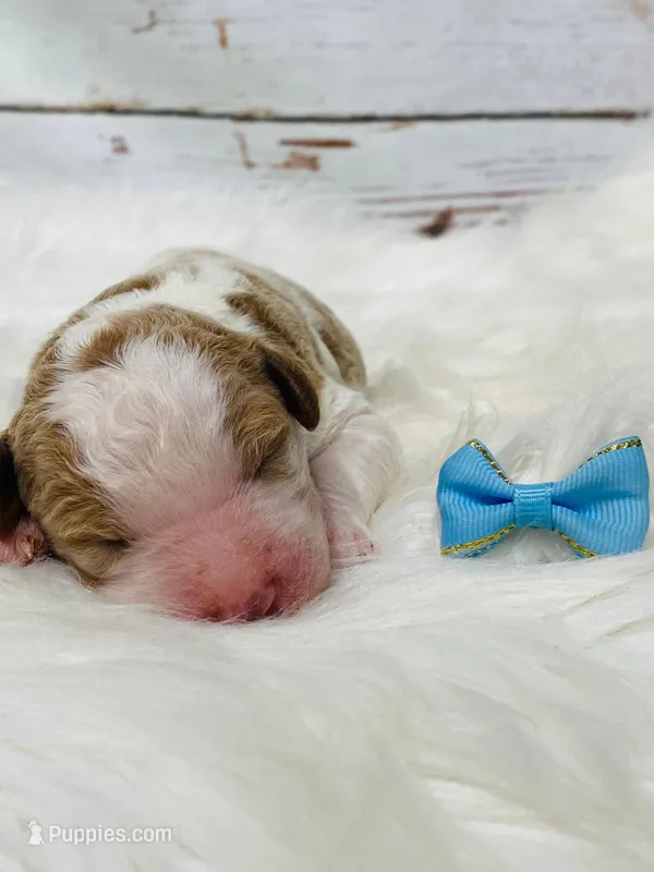 Denver. AKC. Clear – Poodle - Standard  puppy for sale in Nixa, MO