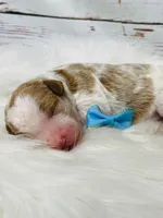 Denver. AKC. Clear, a male Poodle - Standard  for sale in Nixa, MO – Photo 4 of 6