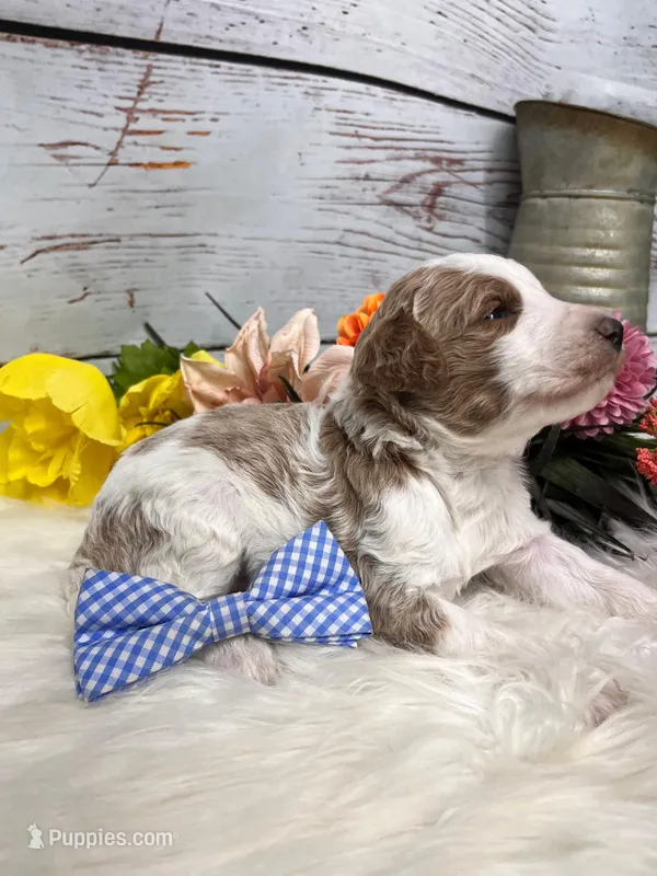 Denver. AKC. Clear – Poodle - Standard  puppy for sale in Nixa, MO