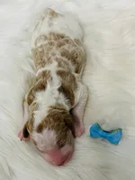 Denver. AKC. Clear, a male Poodle - Standard  for sale in Nixa, MO – Photo 6 of 6