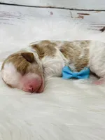 Denver. AKC. Clear, a male Poodle - Standard  for sale in Nixa, MO – Photo 2 of 6