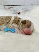 Denver. AKC. Clear, a male Poodle - Standard  for sale in Nixa, MO – Photo 5 of 6