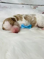 Denver. AKC. Clear, a male Poodle - Standard  for sale in Nixa, MO – Photo 3 of 6