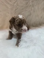 Bubba.  AKC, a male Poodle - Toy  for sale in Nixa, MO – 2 of 6