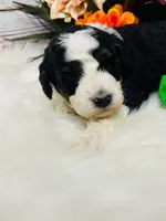 Kitkat. AKC. Clear, a male Poodle - Toy  and Poodle - Miniature  for sale in Nixa, MO – 3 of 8
