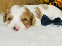 Gunther.  AKC, a male Poodle - Miniature  for sale in Nixa, MO – 4 of 5