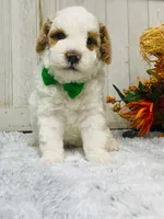Bing.   AKC, a male Poodle - Miniature  for sale in Nixa, MO – 3 of 5