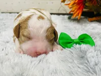 Marble.  AKC, a male Poodle - Standard  for sale in Nixa, MO – 3 of 8