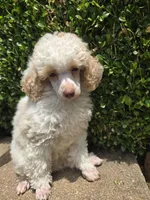 Peaches.  AKC, a female Poodle - Toy  for sale in Nixa, MO – 2 of 3