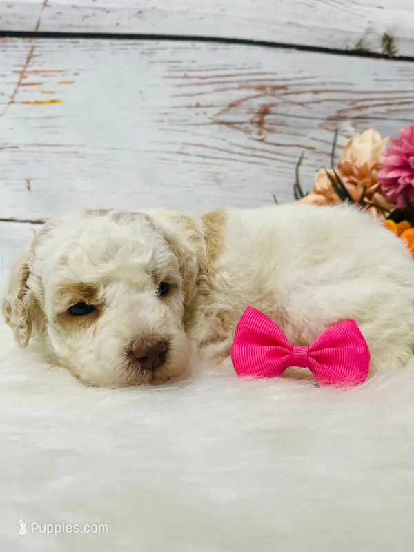 Bonbon. Akc. Clear  – Poodle - Toy , Poodle - Miniature  puppy for sale in Nixa, MO