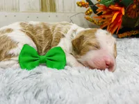 Marble.  AKC, a male Poodle - Standard  for sale in Nixa, MO – 4 of 8