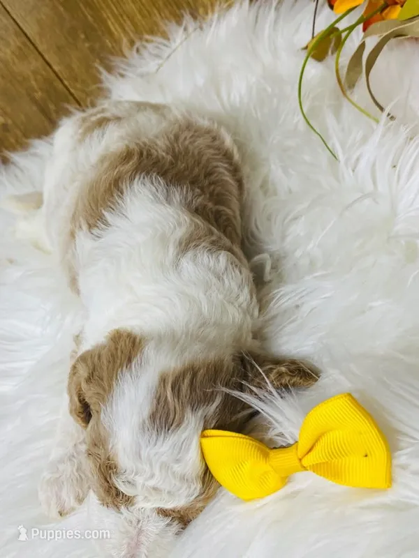 Willie. AKC – Poodle - Miniature  puppy for sale in Nixa, MO