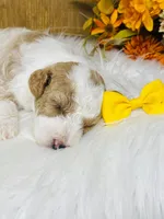 Willie. AKC, a male Poodle - Miniature  for sale in Nixa, MO – 4 of 10