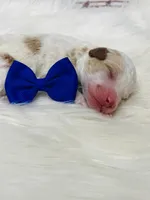 Austin. AKC. Clear, a male Poodle - Standard  for sale in Nixa, MO – Photo 4 of 7